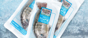 Tilapia Frosted