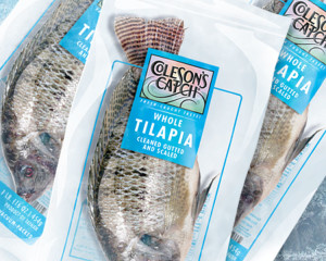 Tilapia Frosted